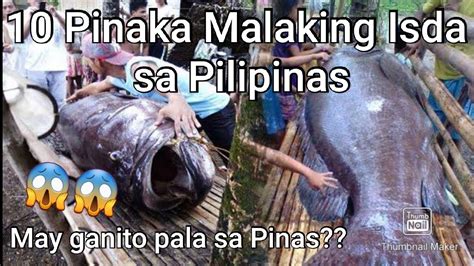 biggest fish in philippines|10 BIGGEST NATIVE FISH IN THE PHILIPPINES.